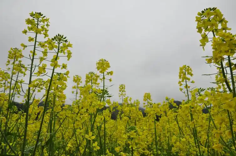 【油菜花海摄影图片】江西婺源风光摄影_沁园的摄影博客_太平洋电脑网