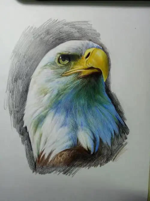 彩铅手绘白头海雕