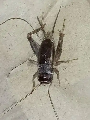 这个蛐蛐谁帮忙看下