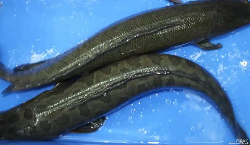 2011凤凰山下美食探店活动第5期——鲜尚轩斑鱼庄