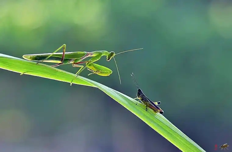 螳螂戏蝗—凶残前的温柔