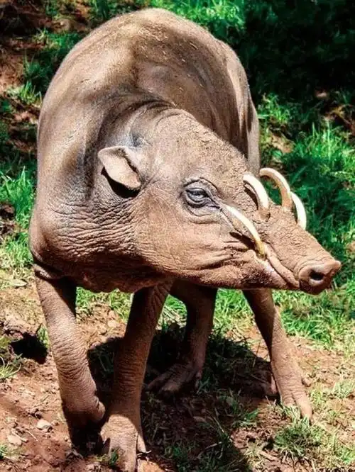 最神奇的动物,长着长长的獠牙只为吸引异性,一生只吃素食