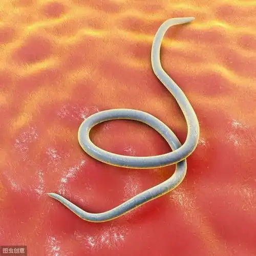 蛲虫如果吞下或吸入蛲虫卵,或者因为接触床单,浴室设施,玩具和沙箱或