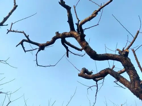 摄影桃枝在冬日里张牙舞爪