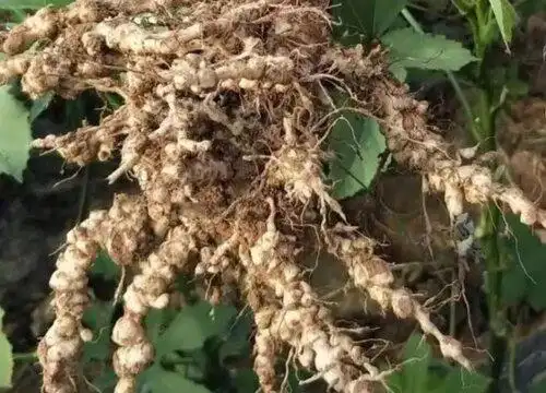 马铃薯根的功效与作用马铃薯的根又叫做土豆根,它是一种活血化瘀的