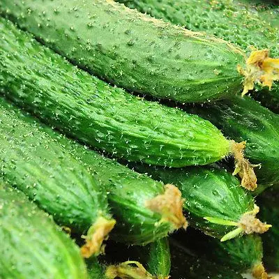 蔬菜农家带刺转基因新鲜瓜农小青黄瓜