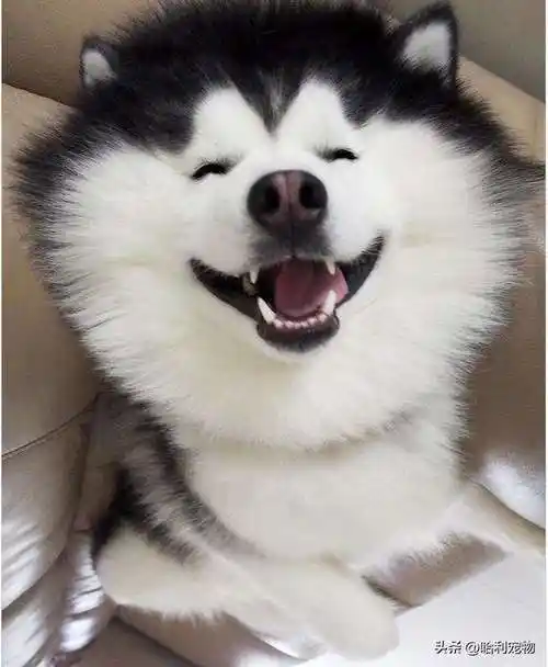 「宠物级哈士奇」世界上最可爱的哈士奇幼犬 - 宠百科