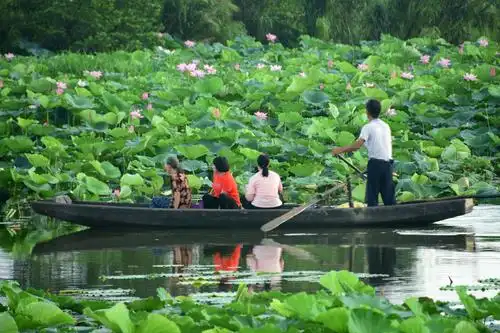拍荷的过程也是一个快乐的旅行,当你在荷塘边转来转去,不断会