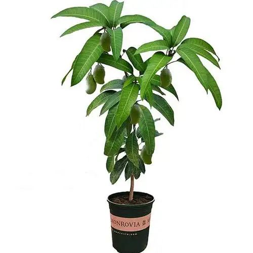 果苗芒果树盆栽芒果南方北方四季种植阳台庭院果树