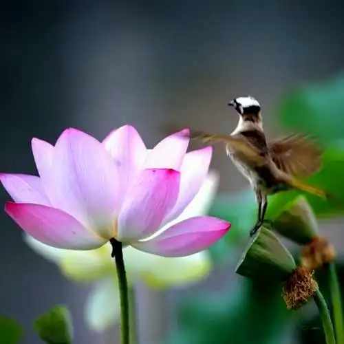 佛系图片头像禅意荷花 独一无二的佛系莲花图片微信头像_微信头像