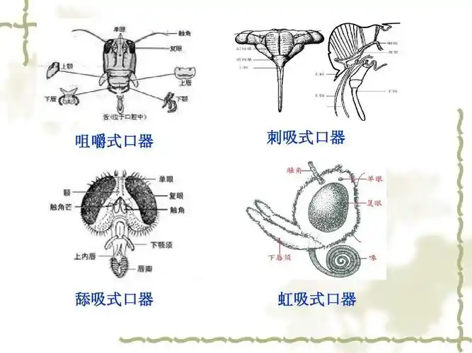 昆虫基础知识ppt