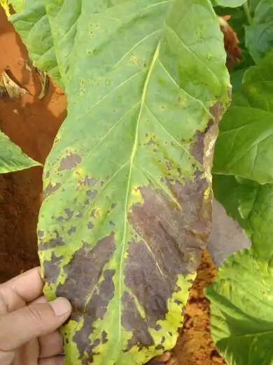 这些烤烟是什么病