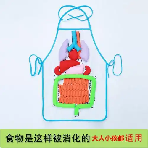人体消化系统肚兜围裙器官模型粘贴玩具幼儿园科学科学实验