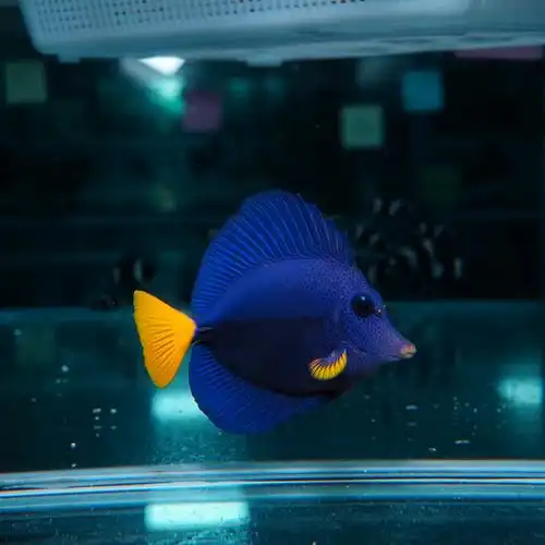 红海紫吊海水观赏鱼倒吊鱼鱼活体宠物顺丰包活