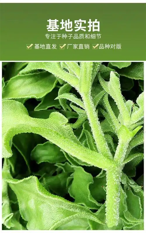 京誉 正宗水晶冰菜种子营养高钙非洲冰草自带冰晶四季阳台盆栽蔬菜