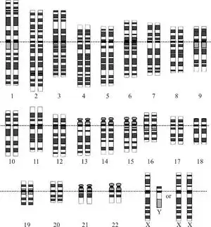 the cell has two sets of each chromosome; on