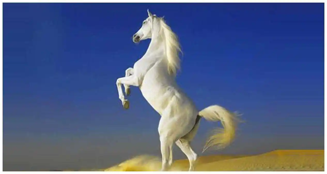 孙悟空为何不给白龙马人参果吃?小白龙霸气回复:不稀罕