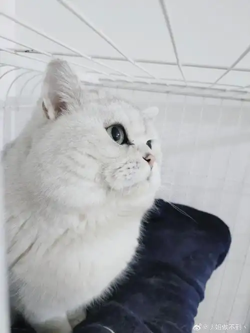 还剩3公1母,一窝中唯一的小母猫是个长毛银渐层品相极好(一窝最好看