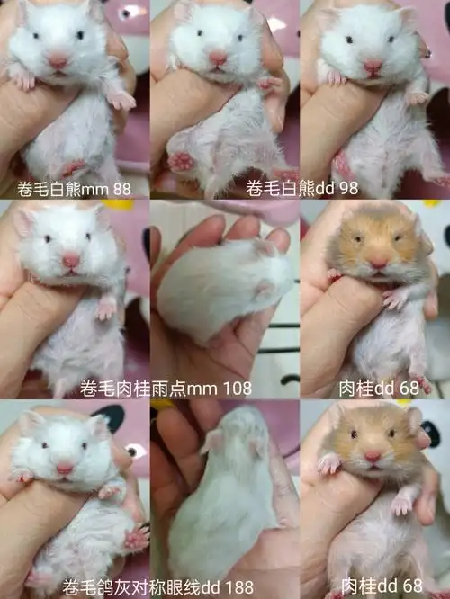 金丝熊仓鼠找家长啦