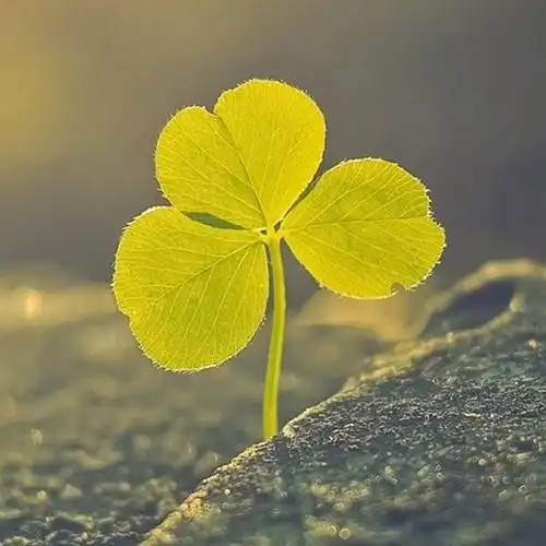 三叶草沐浴阳光_带来好运的微信头像图片_扣扣居