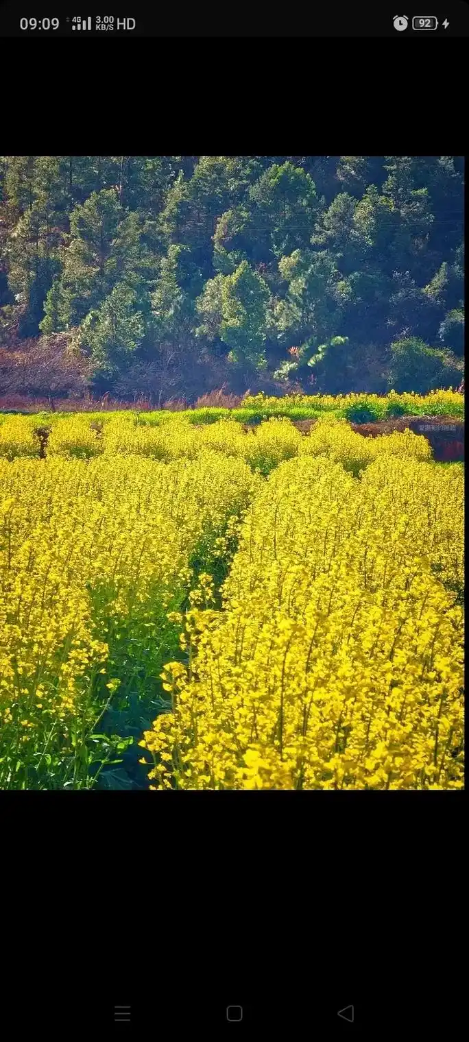 大自然的美丽风景 #油菜花#花的世界花的海洋 #感22受22春 - 抖