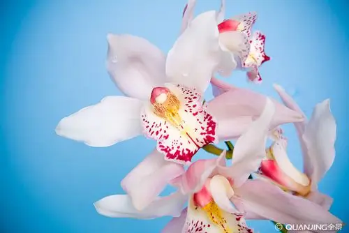 兰花图片_图片大全