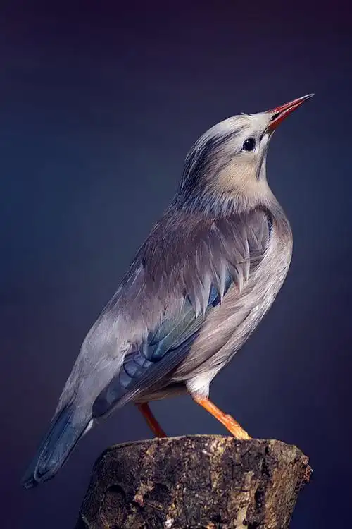 雀形目椋鸟科椋鸟属丝光椋鸟