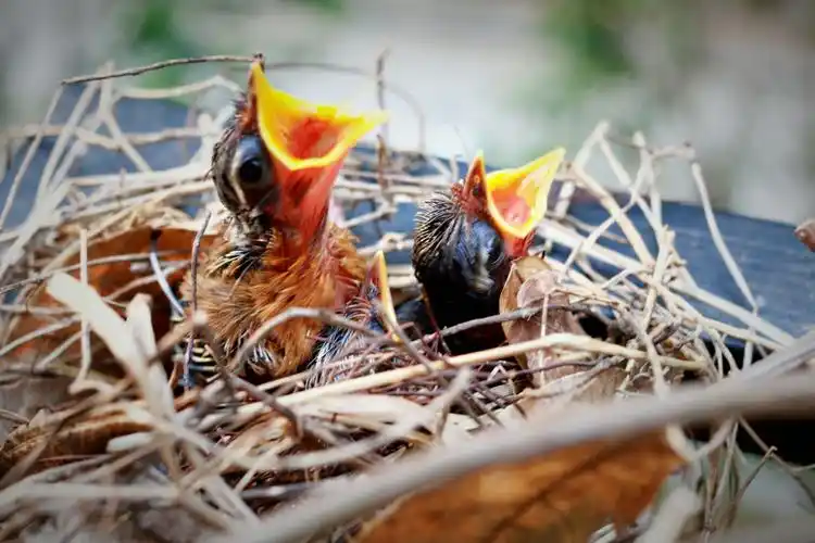 母爱---拍摄画眉鸟喂食小鸟有感