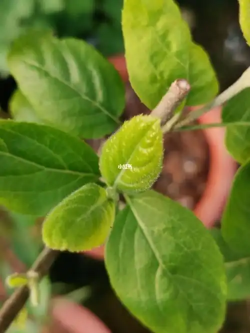 中华木绣球斗球琼花