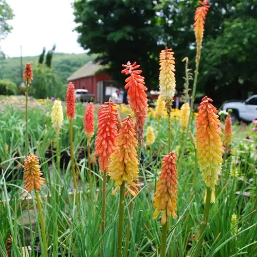 海蒂的花园火炬花多年生宿根草花耐热耐寒阳台庭院花卉植物盆栽苗