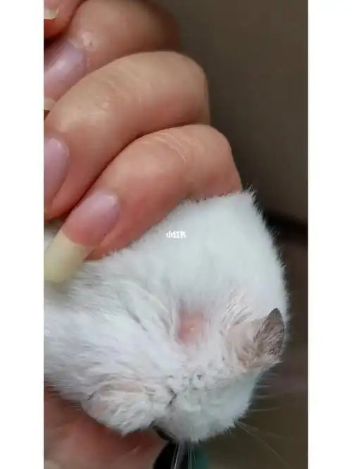 仓鼠脱毛皮肤变化了怎么办?