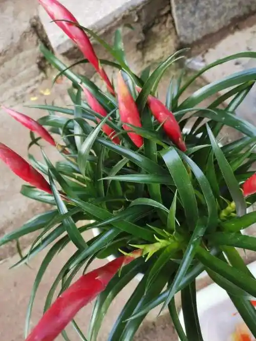 招财手小辣椒养殖方法和注意事项