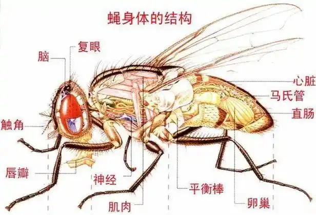 为啥苍蝇总爱"搓手脚"?看完解开心中多年的疑惑_食物_夏天_人类