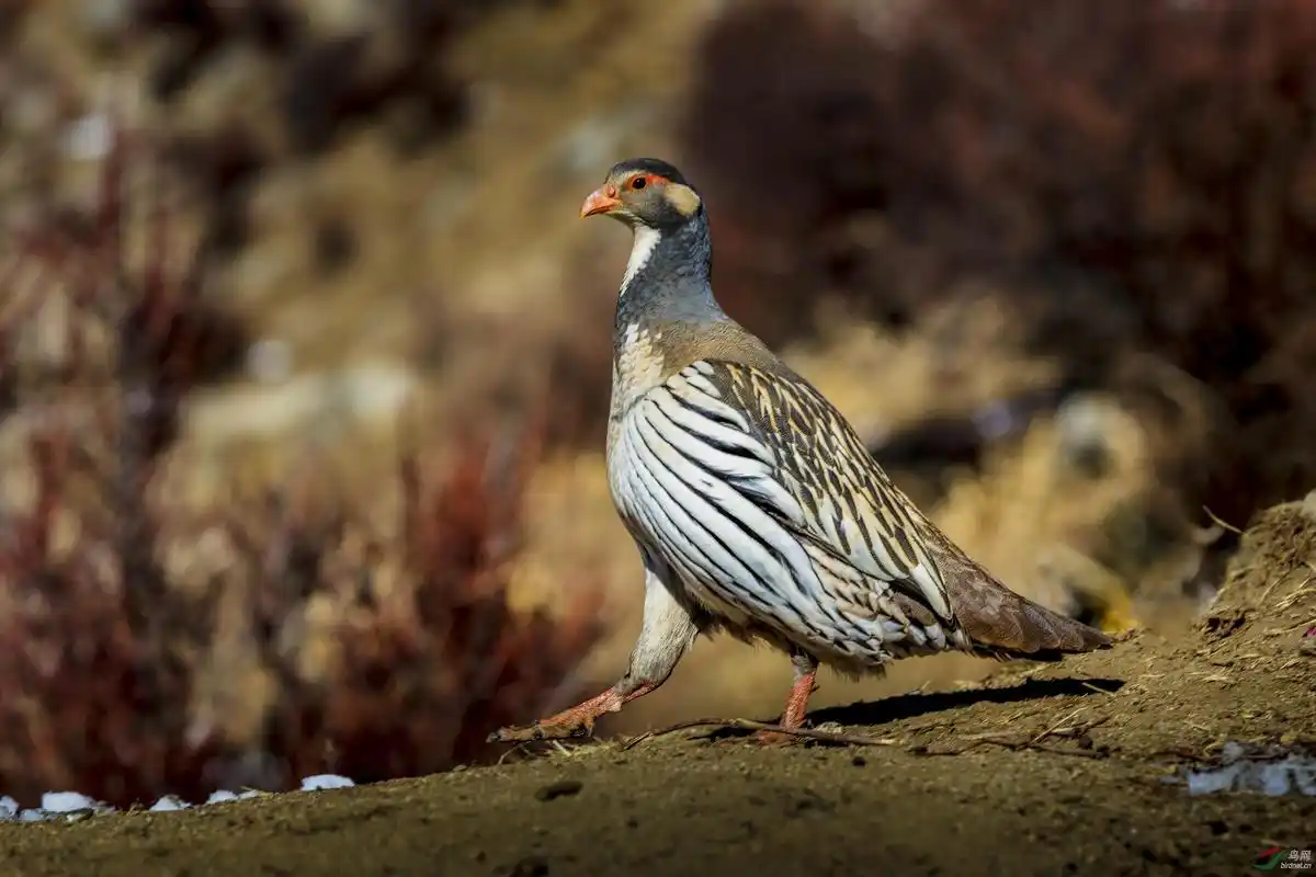 蚕桑 天山雪鸡立体种养,附天山雪鸡养殖成本与效益分析