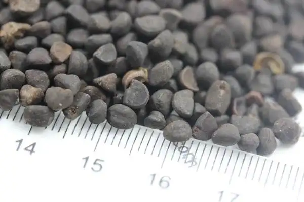 牵牛花种子什么时候播种,多少钱一斤