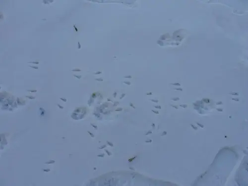 老鼠脚印的图片