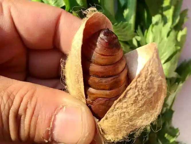 大黄蚕蛹新鲜活蚕蛹500g东北特产茧蛹子高蛋白野生宠物柞蝉蛹【图片