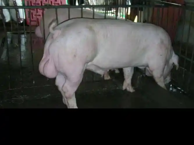 安徽杜洛克种猪出售