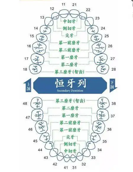 头条问答 - 人的每颗牙齿叫什么名字?(2个回答)