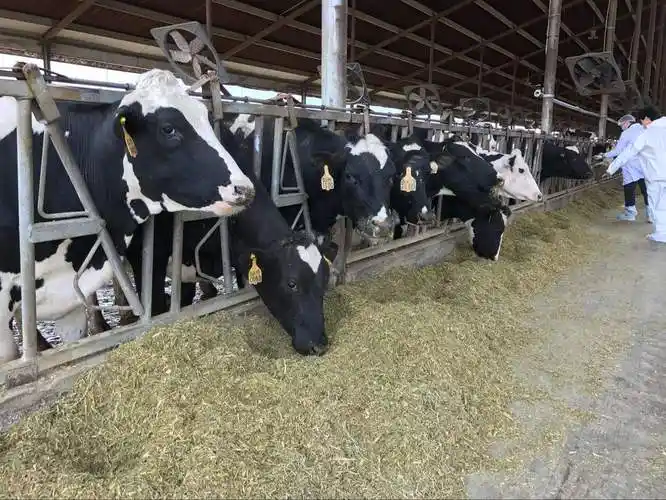 如何挑选奶牛奶牛养殖品种选择方法要点