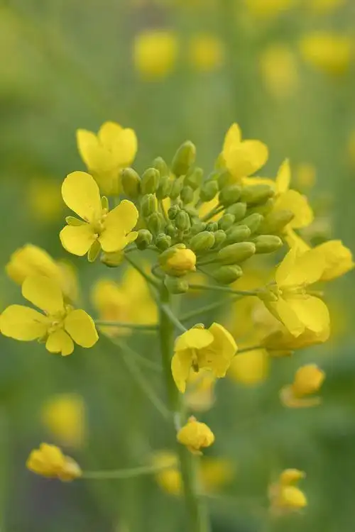 油菜花|生态|摄影|阿亮摄影 - 原创设计作品 - 站酷 (zcool)