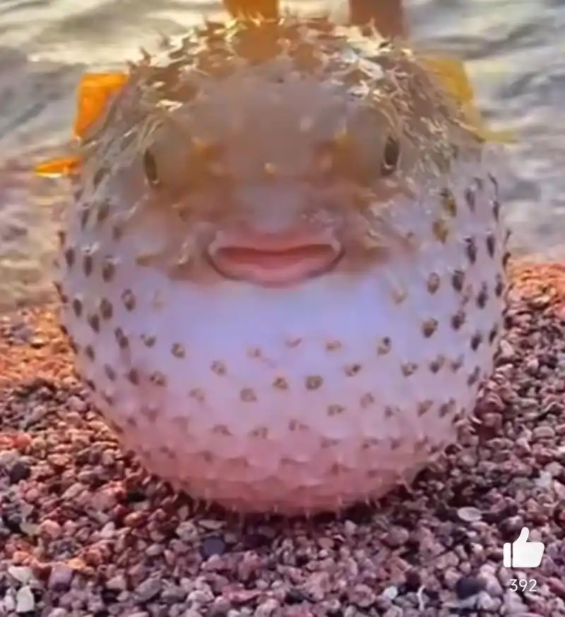 气鼓鼓的河豚,就问你怕不怕 河豚:我生气了,我很凶的哟!