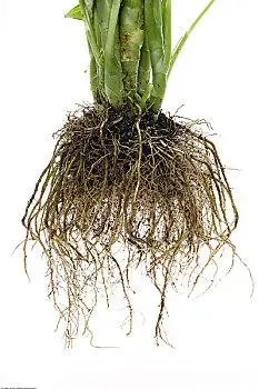植物,根部