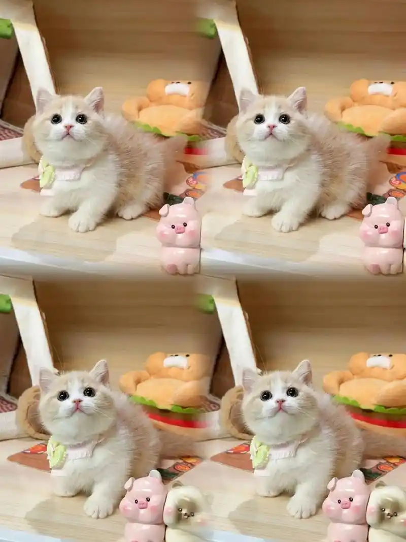 乳白曼基康矮脚