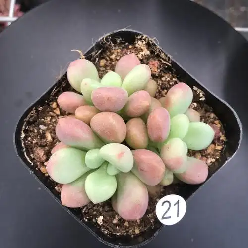 先锋派多肉组合盆栽防辐射甲醛净化空气室内花卉一物多肉植物