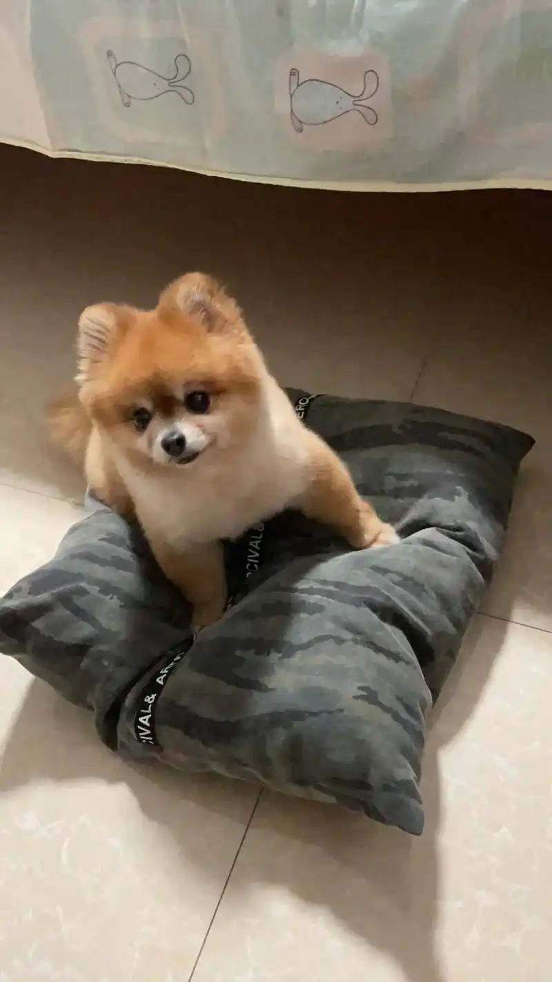 寻狗启示:毛球,全身棕色,长像狐狸,圆滚滚胖乎乎, - 抖音