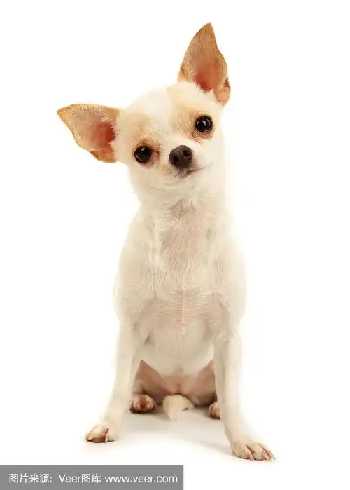 白色的吉娃娃小狗坐在白色的背景上