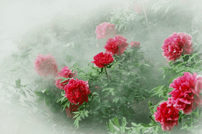 唯有牡丹真国色, 花开时节动京城.