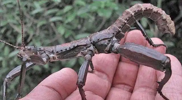 异变?还是发现?灭绝了又出现在人类视野的动物!