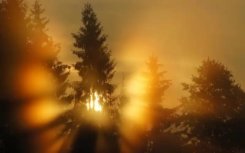 森林,阳光,早晨,雾